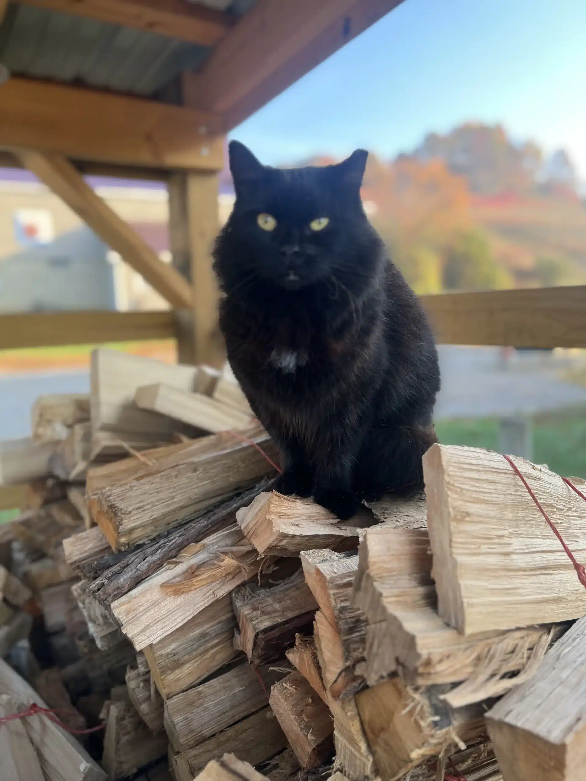 Bandit at Fox's High Rock Farm