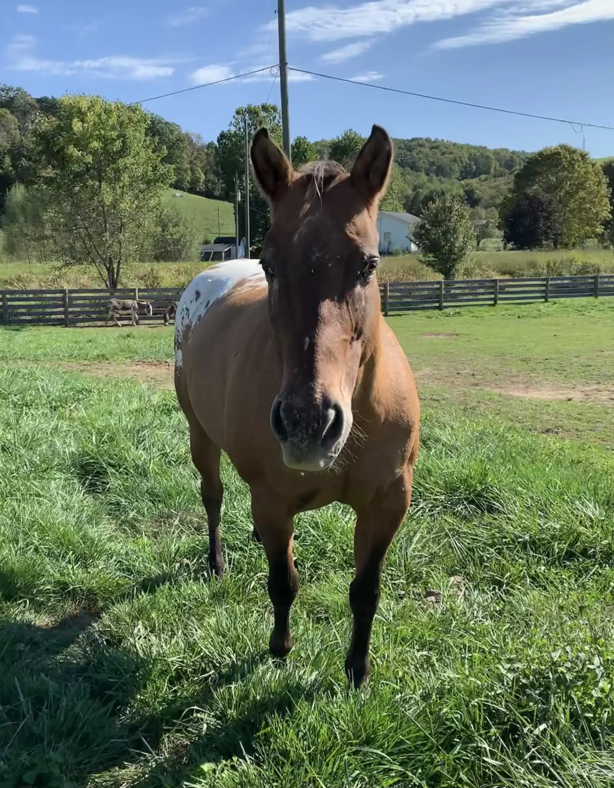 Dixie at Fox's High Rock Farm