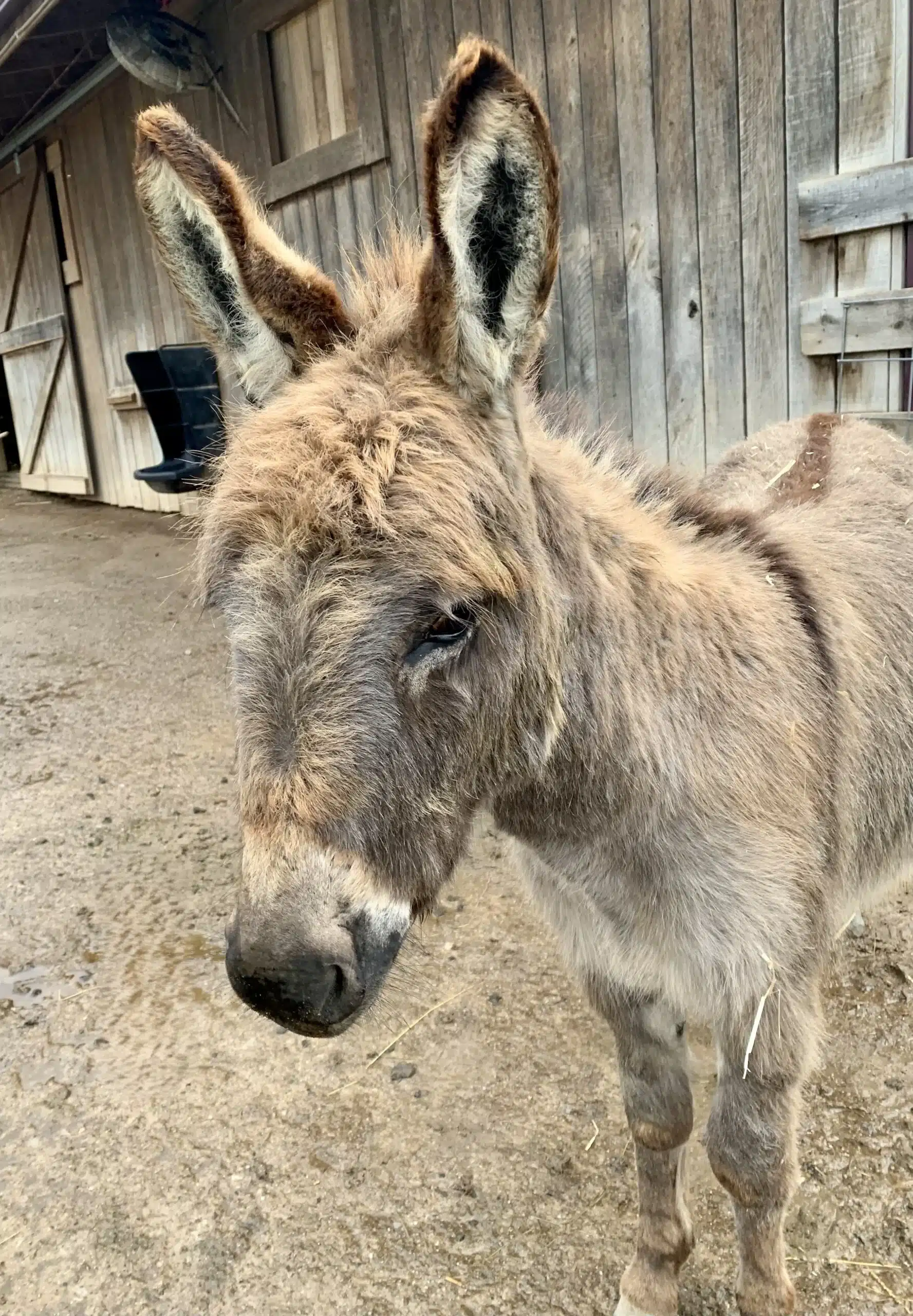 Eli at Fox's High Rock Farm