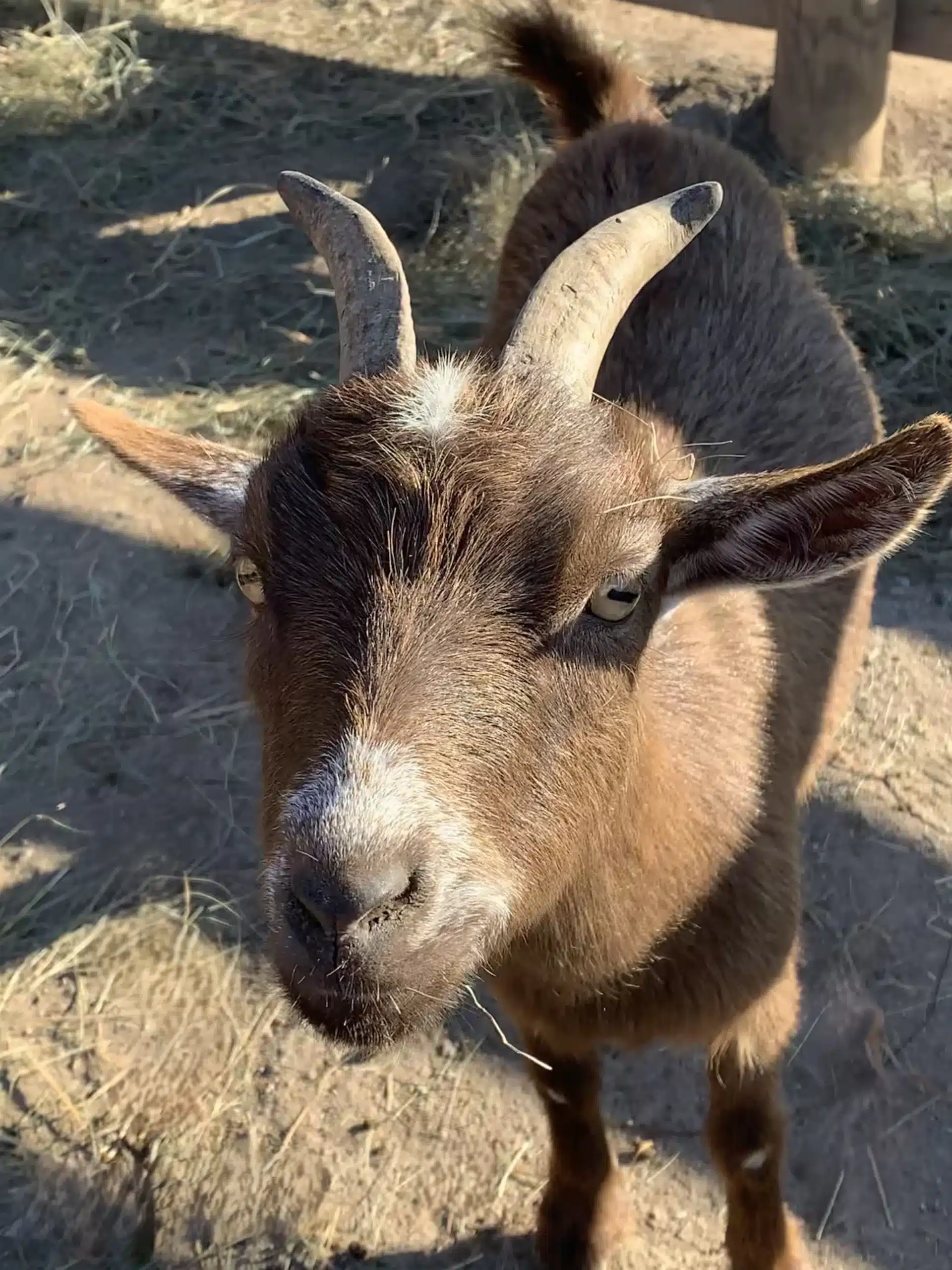 Hannah at Fox's High Rock Farm