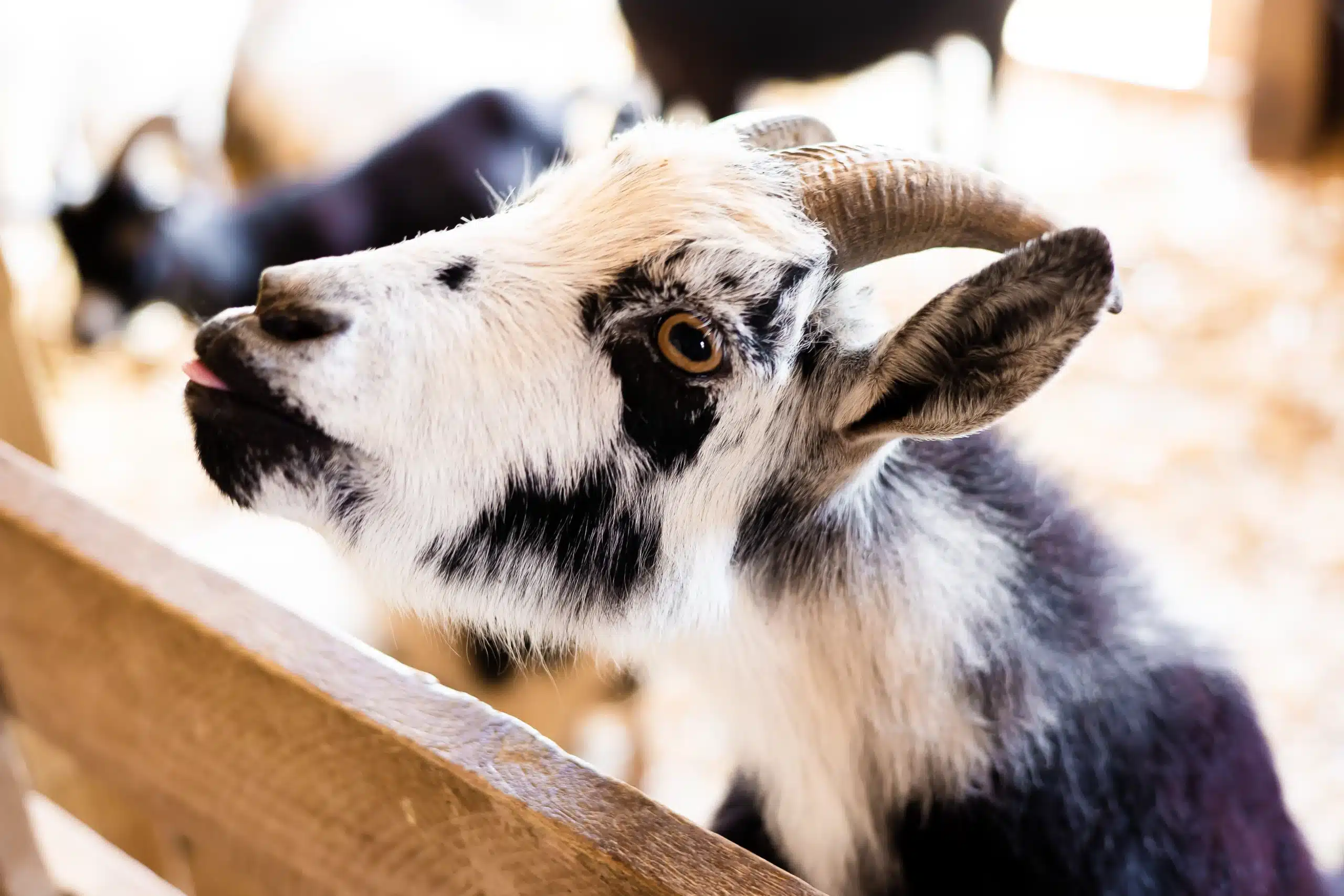 Hansel at Fox's High Rock Farm