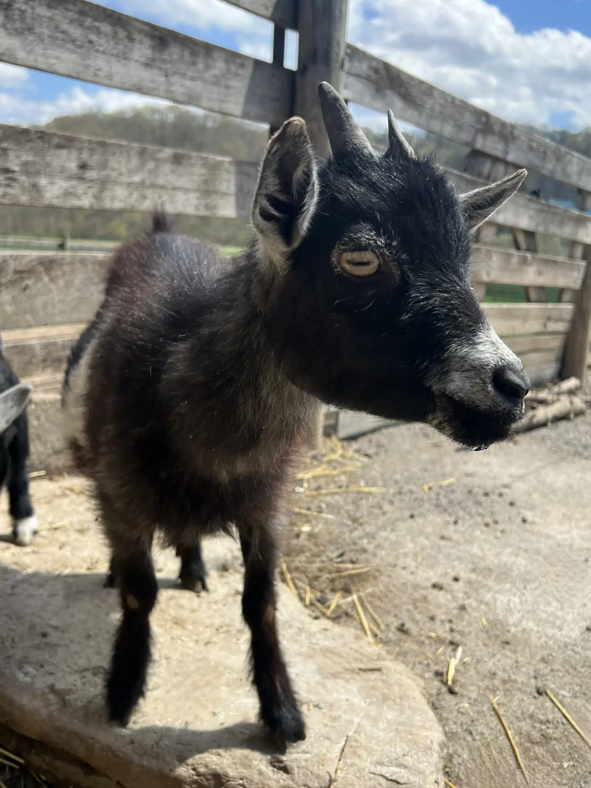Rhonda at Fox's High Rock Farm