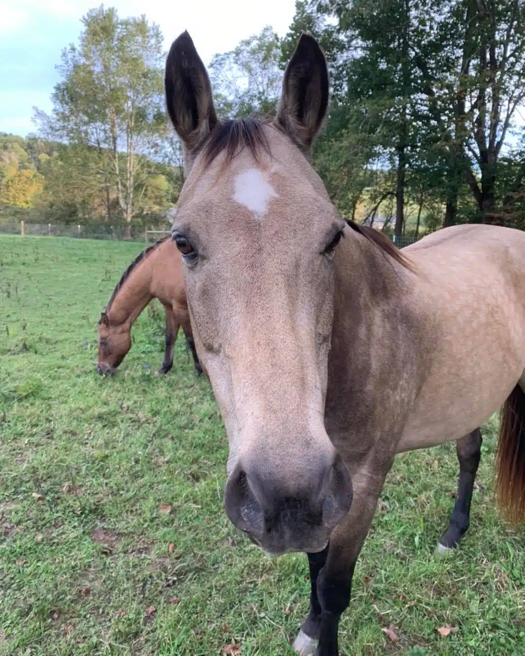 Shotgun at Fox's High Rock Farm