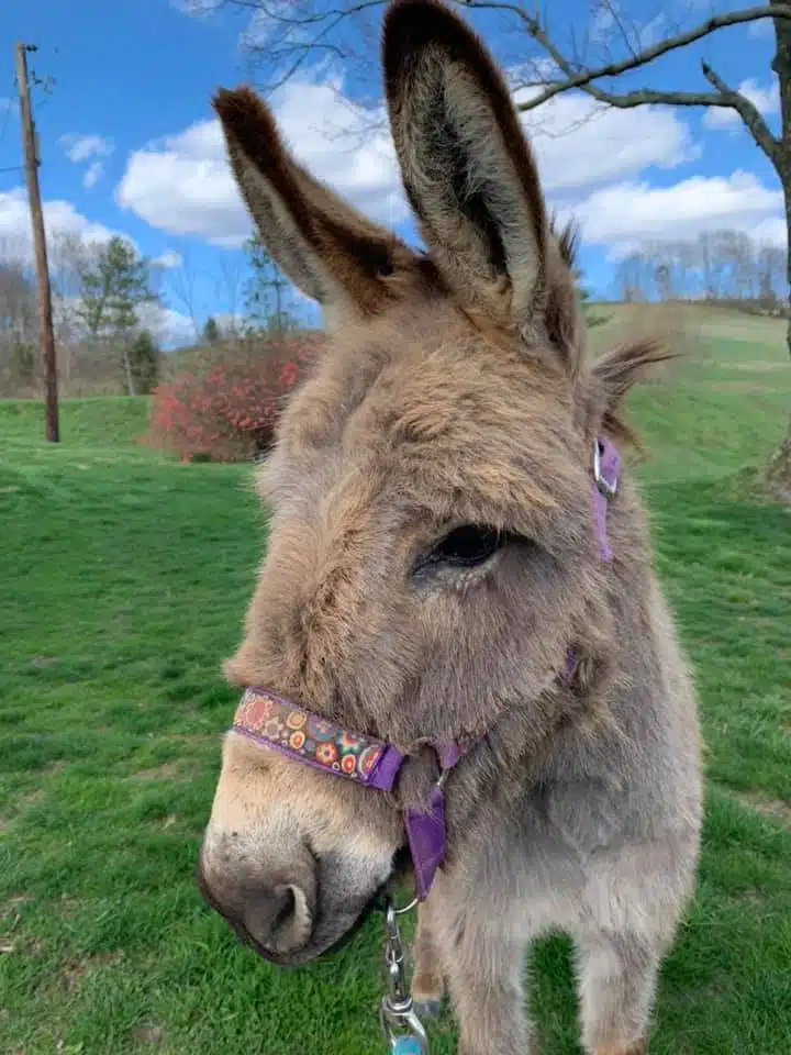 Stormy at Fox's High Rock Farm