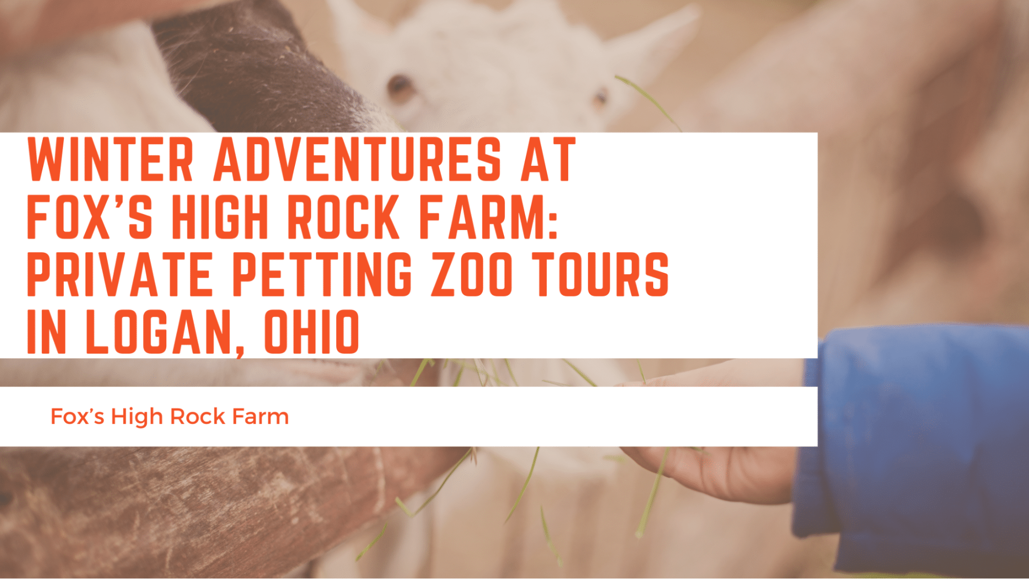 Winter Adventures at Fox’s High Rock Farm: Private Petting Zoo Tours in Logan, Ohio