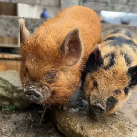 Pigs at Fox's High Rock Farm