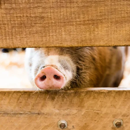 Pig at Fox's High rock Farm